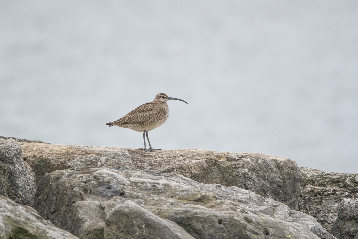 Whimbrel - ML619884252