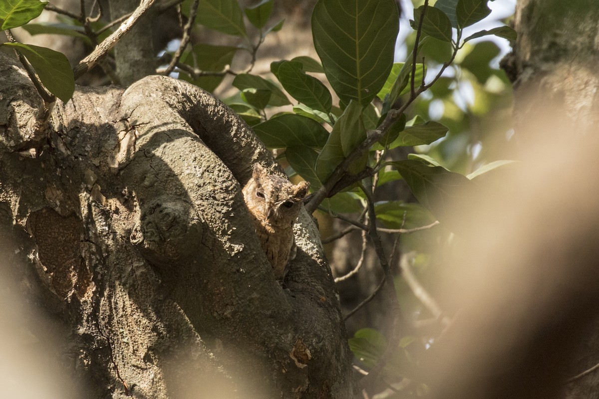 Indian Scops-Owl - ML619884254