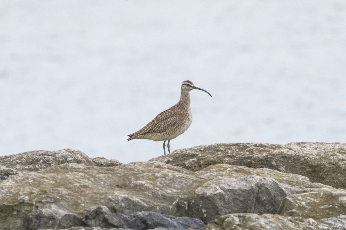 Whimbrel - ML619884257