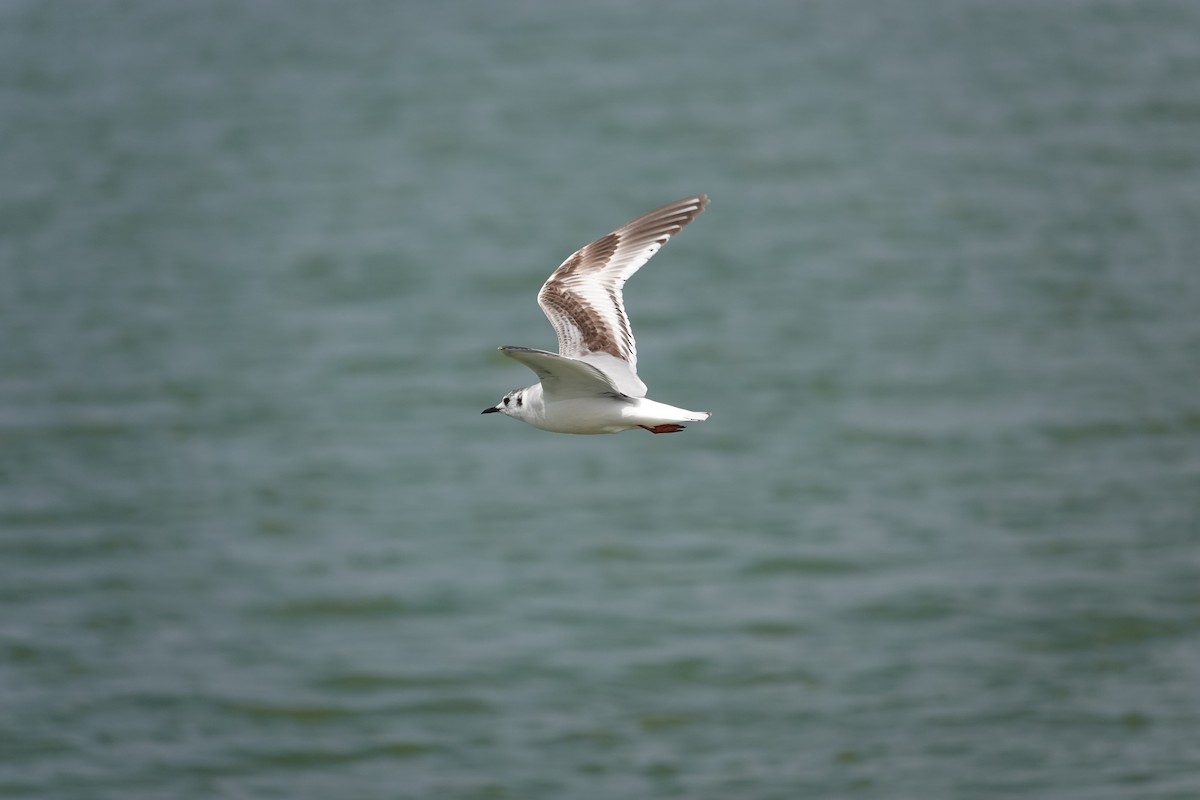 Mouette pygmée - ML619884266