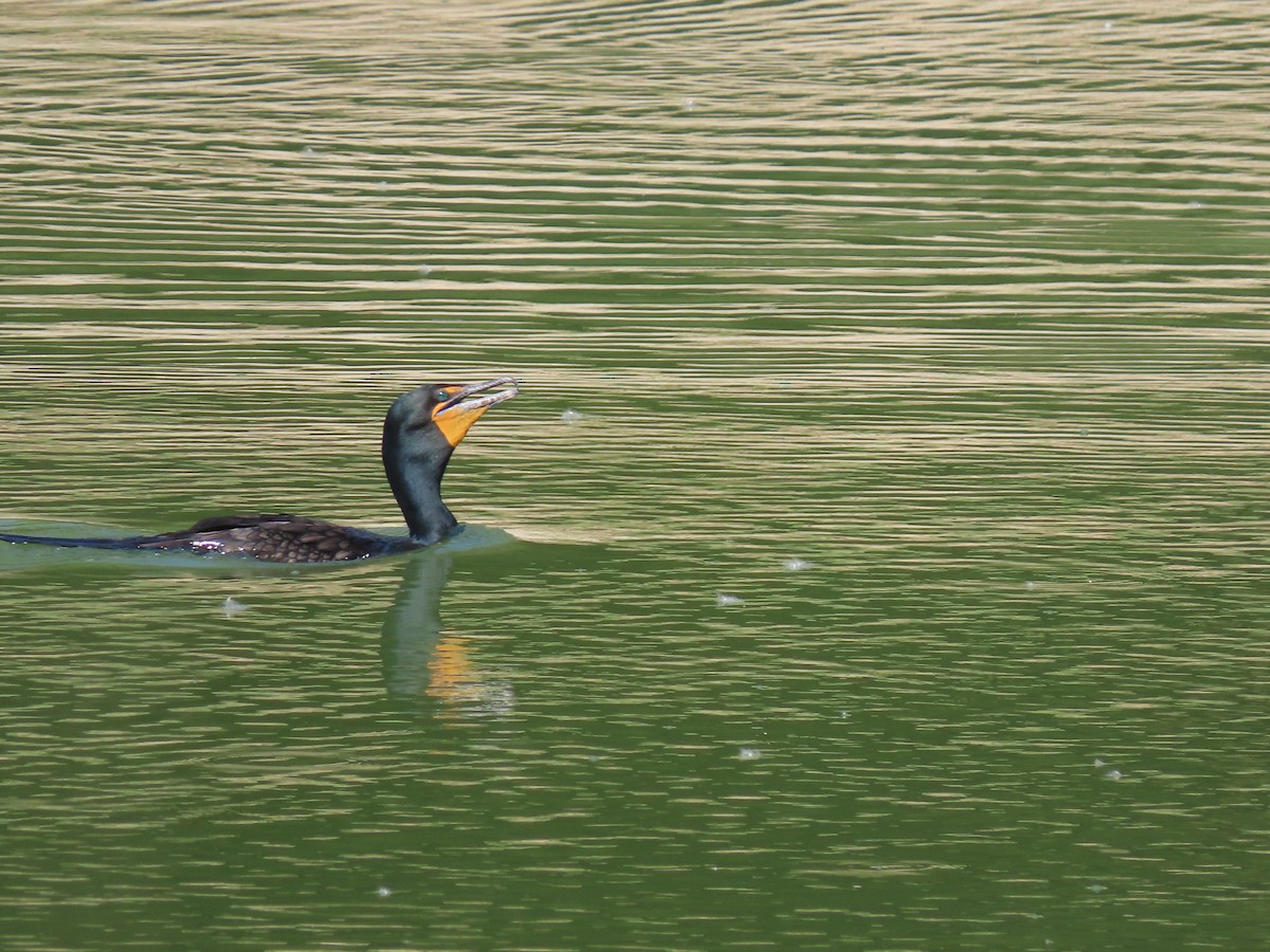 Double-crested Cormorant - ML619884268