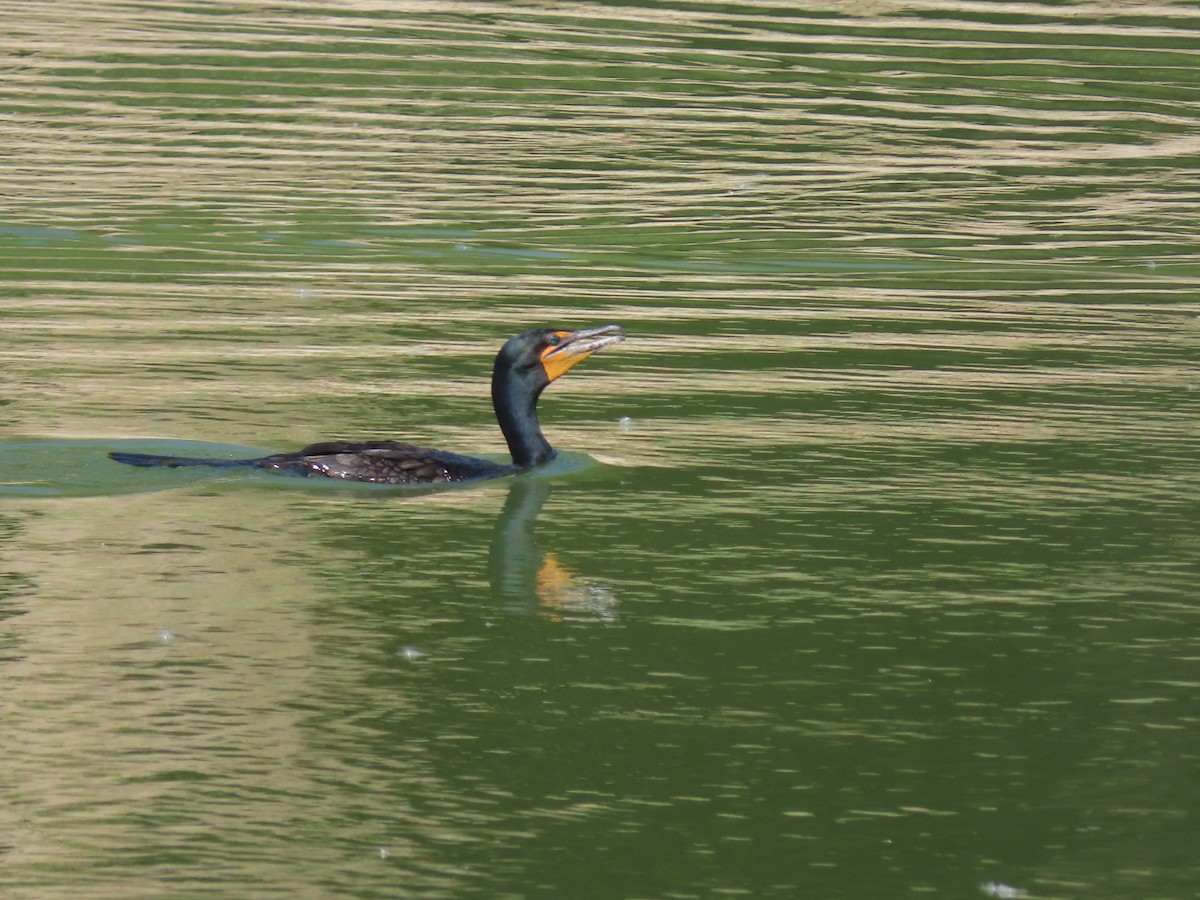 Double-crested Cormorant - ML619884280