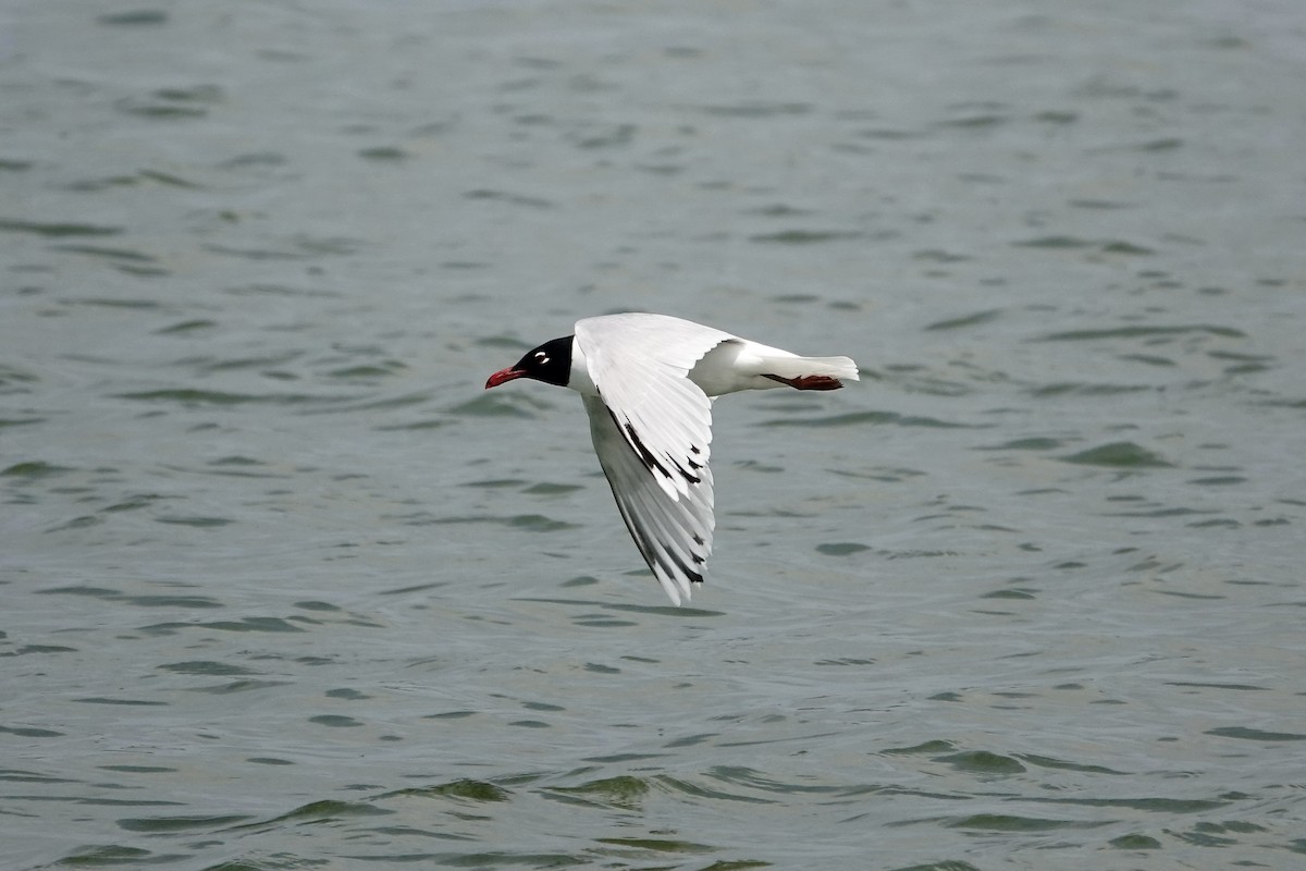 Mouette mélanocéphale - ML619884289