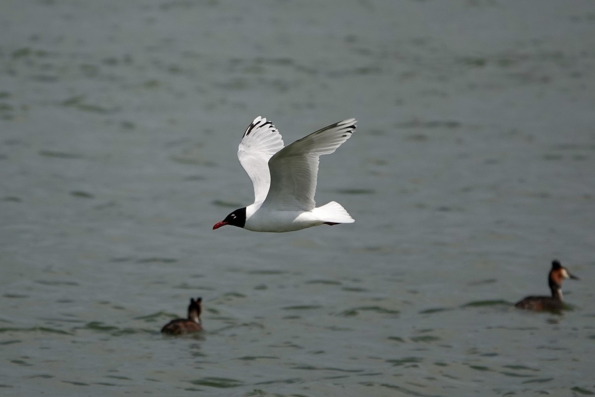 Mouette mélanocéphale - ML619884290