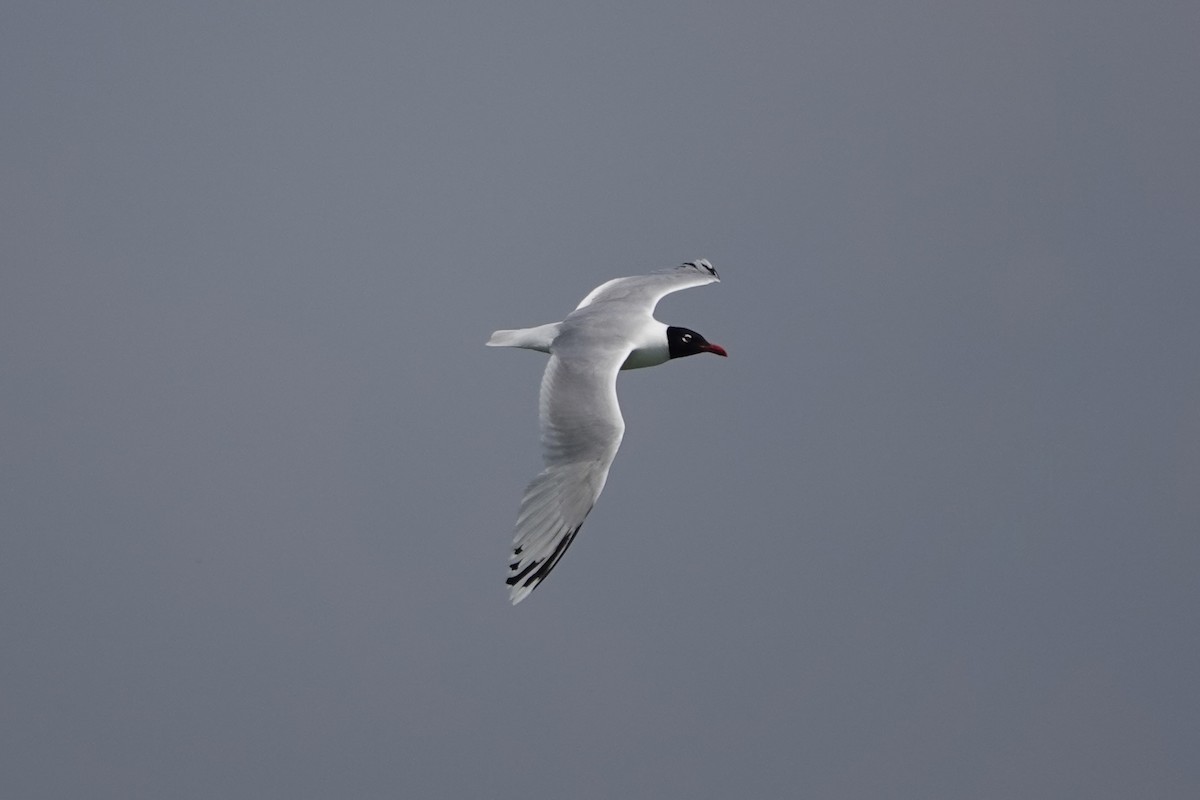 Mediterranean Gull - ML619884291