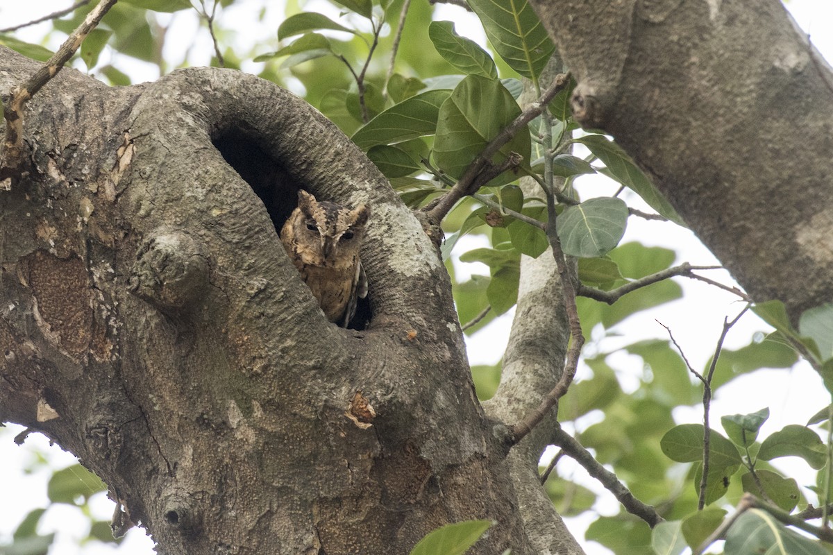 Indian Scops-Owl - ML619884292