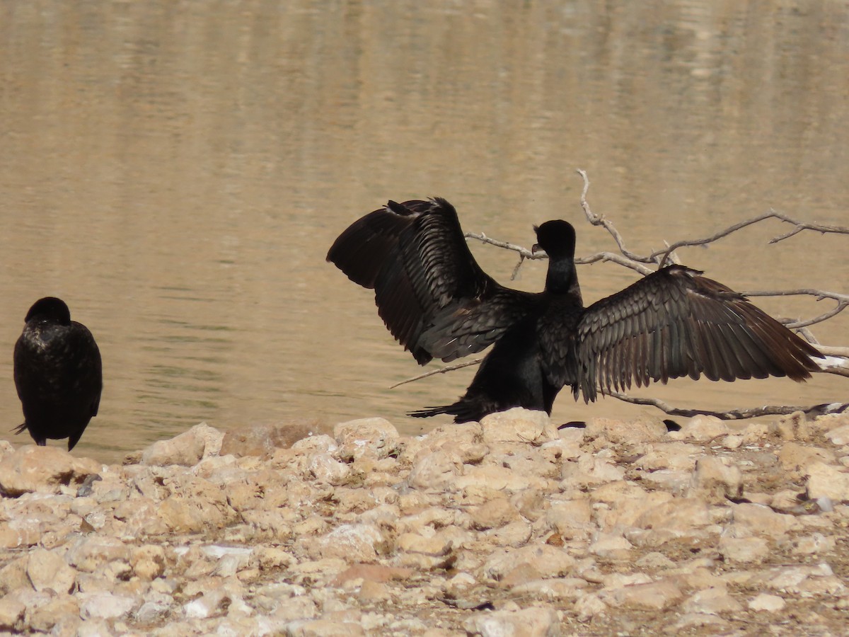 Cormorán Orejudo - ML619884293