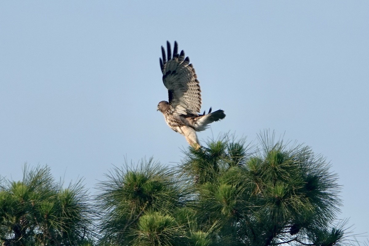 Red-tailed Hawk - ML619884297