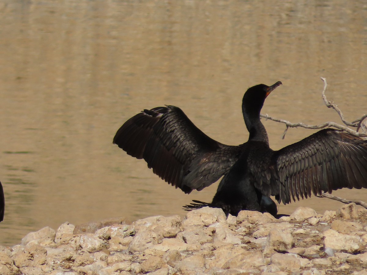 Cormorán Orejudo - ML619884298