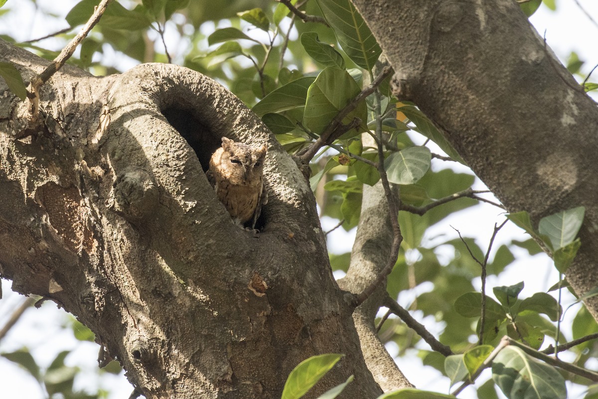 Indian Scops-Owl - ML619884299