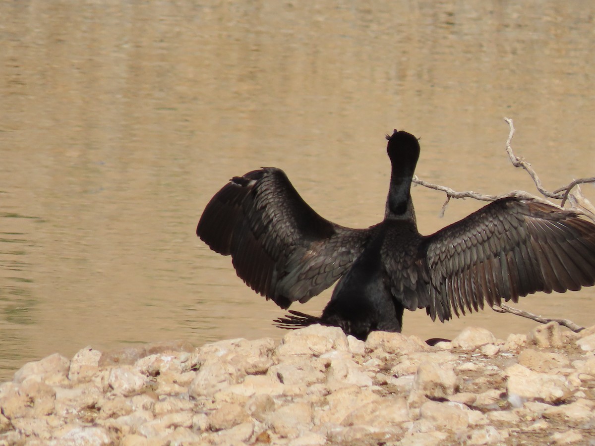 Cormorán Orejudo - ML619884301