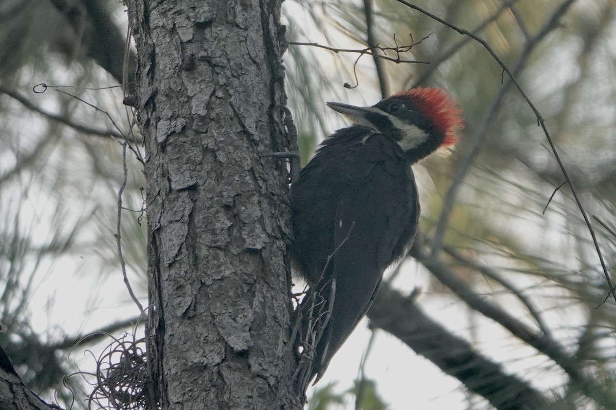 Pileated Woodpecker - ML619884305
