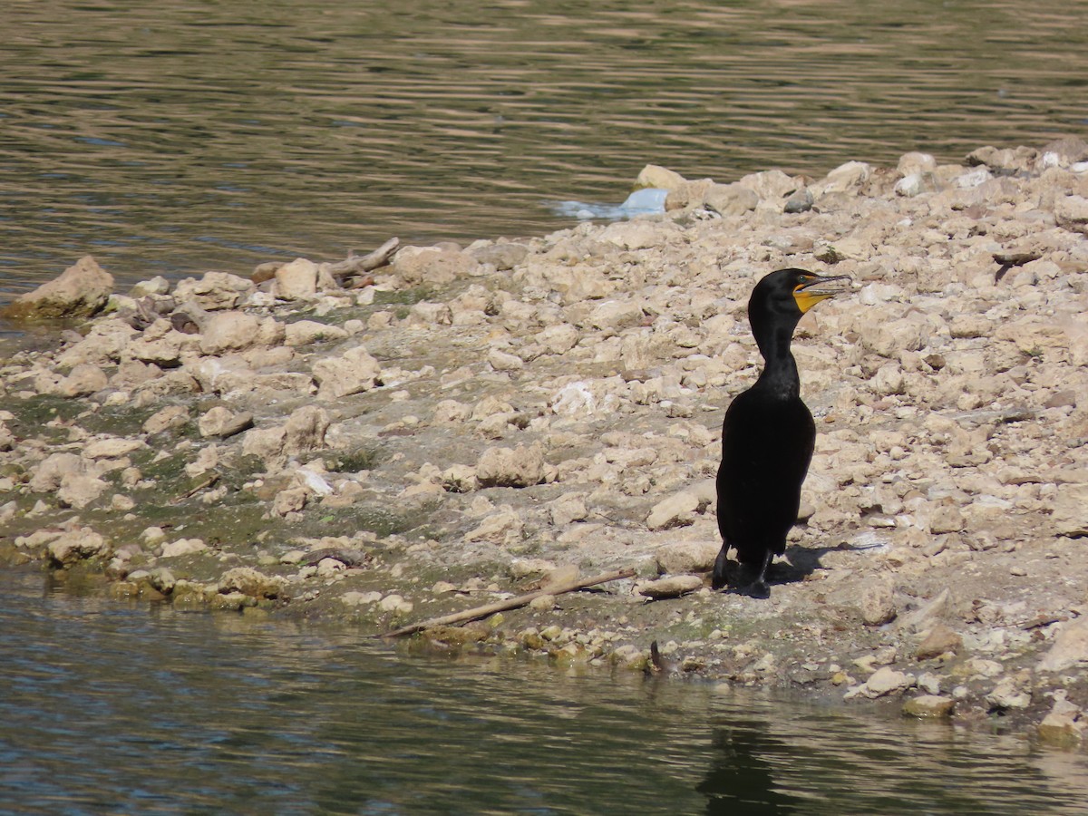 Cormorán Orejudo - ML619884307