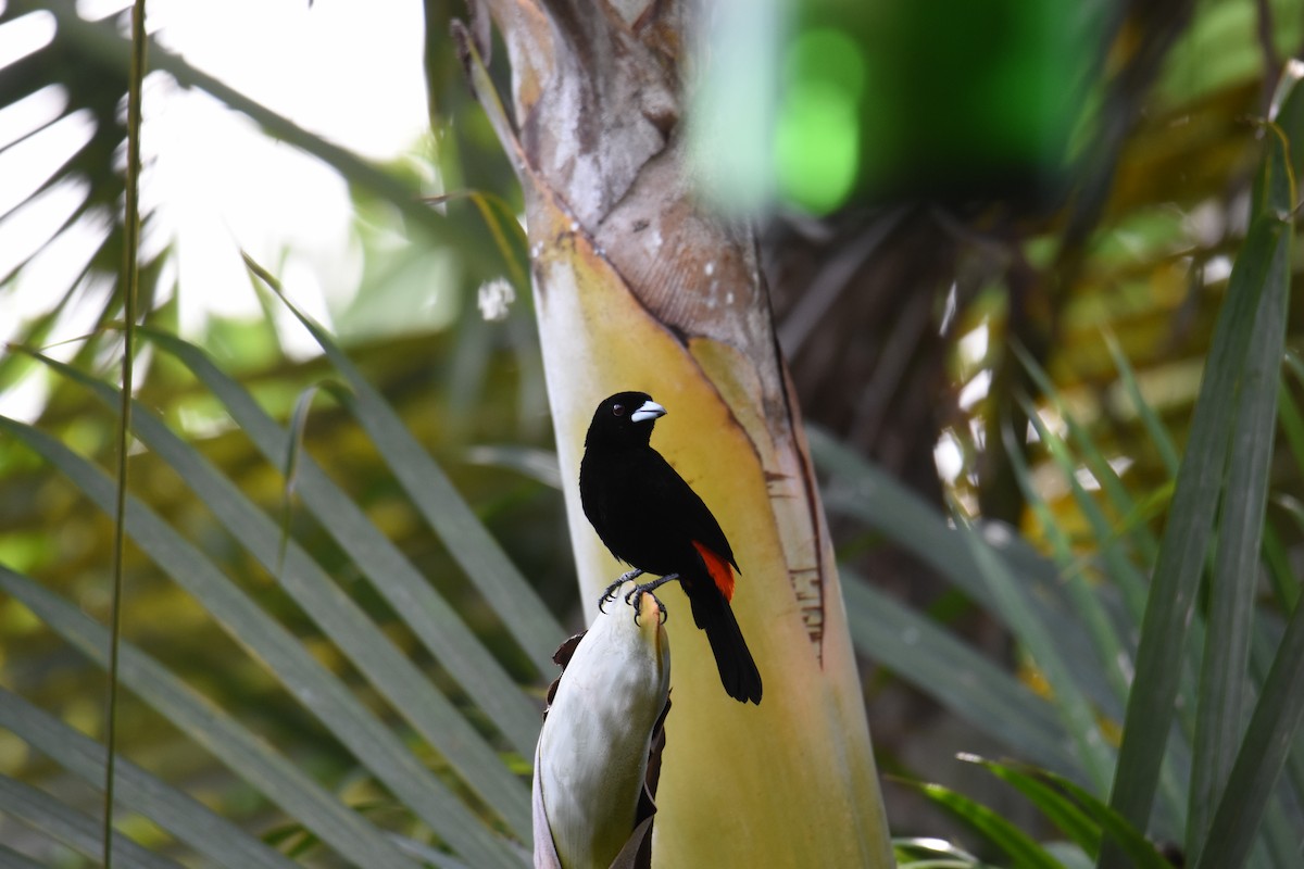 Scarlet-rumped Tanager - ML619884311