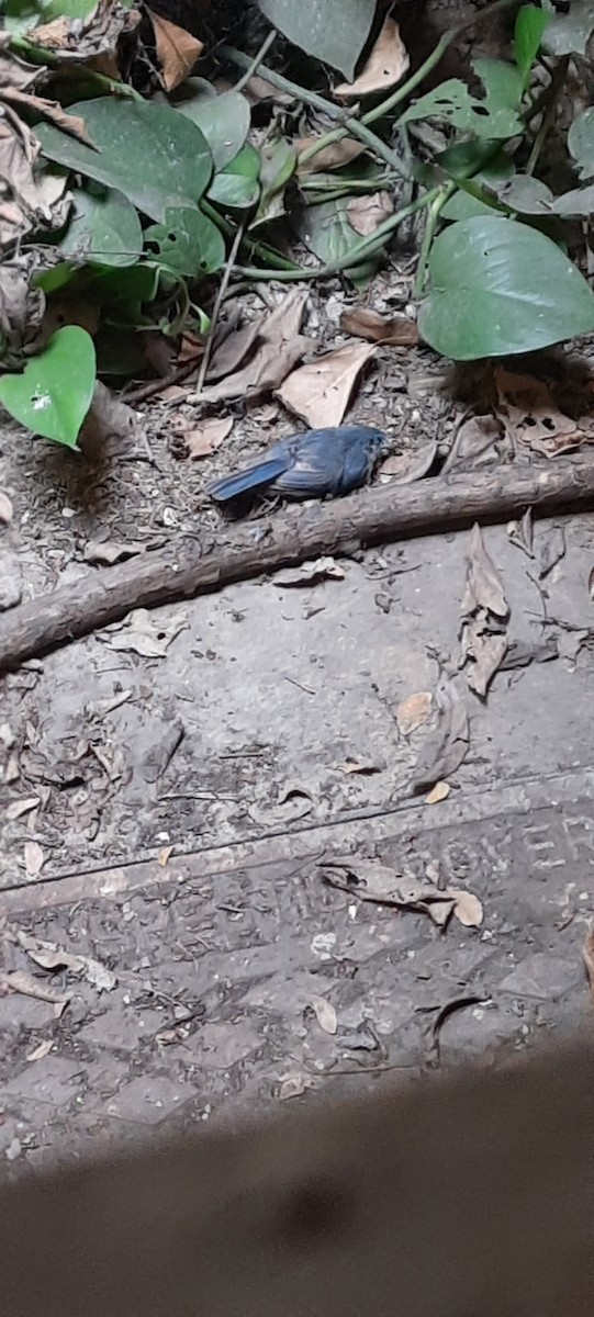 Tickell's Blue Flycatcher - ML619884313