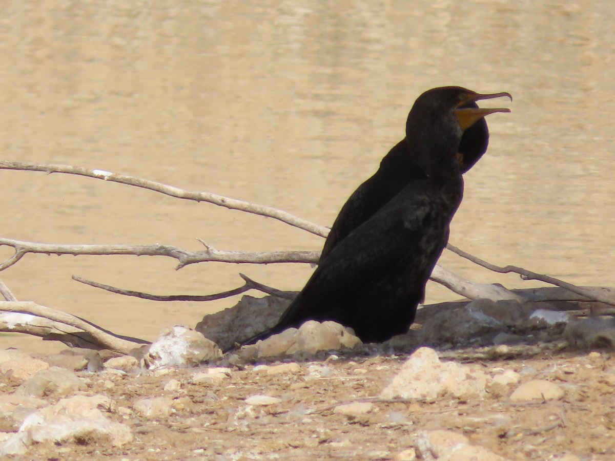 Cormorán Orejudo - ML619884315