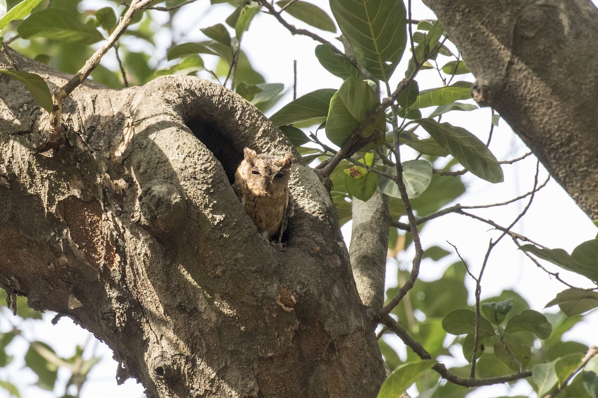 Indian Scops-Owl - ML619884323