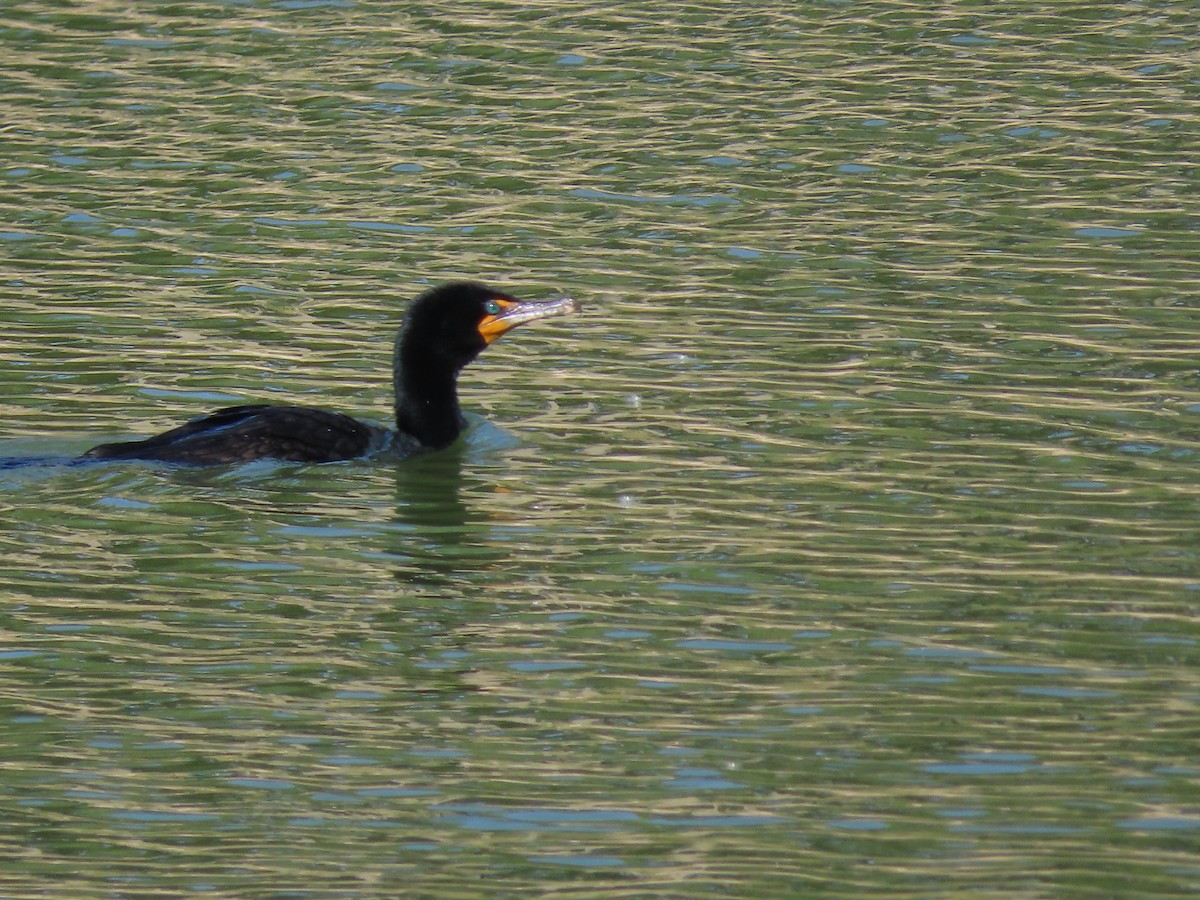 Double-crested Cormorant - ML619884325