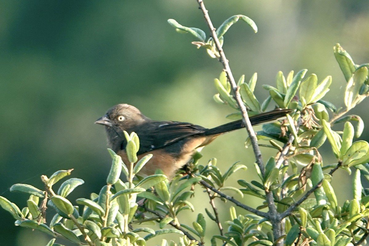 Eastern Towhee - ML619884326