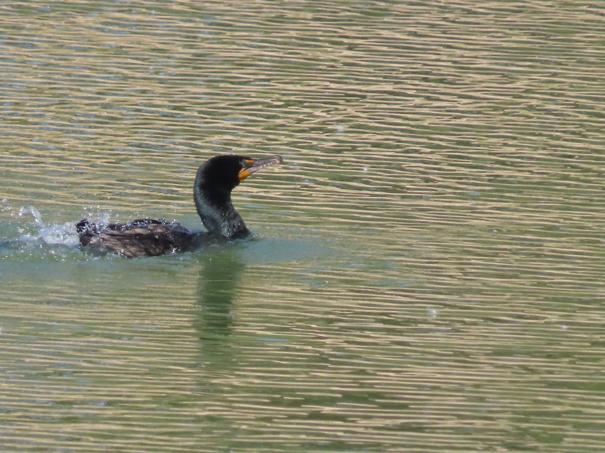 Double-crested Cormorant - ML619884329