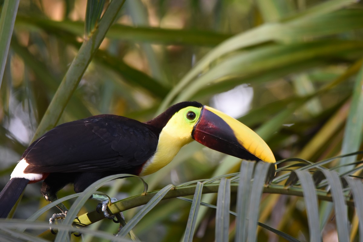 Yellow-throated Toucan - ML619884331