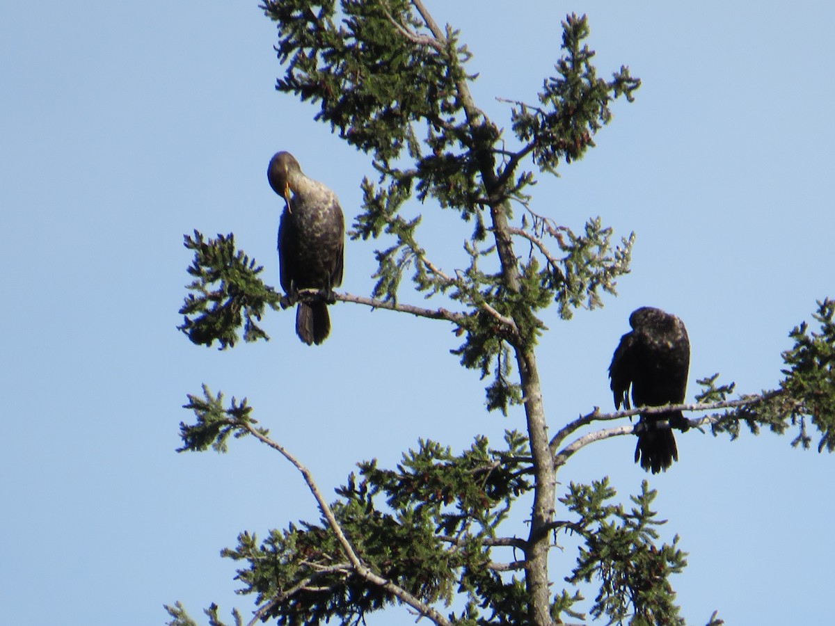 Double-crested Cormorant - ML619884332