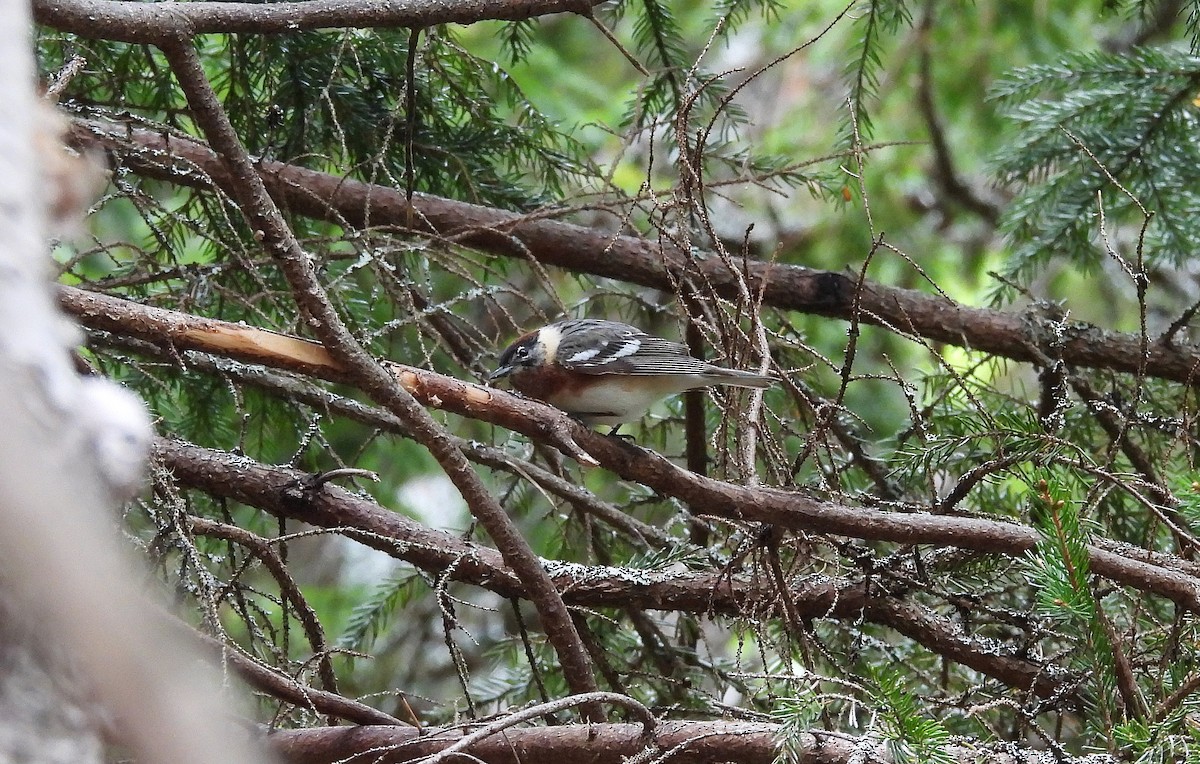 Bay-breasted Warbler - ML619884335