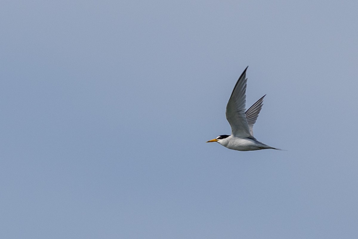 Least Tern - ML619884339