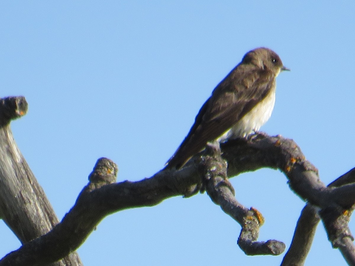 Northern Rough-winged Swallow - ML619884349
