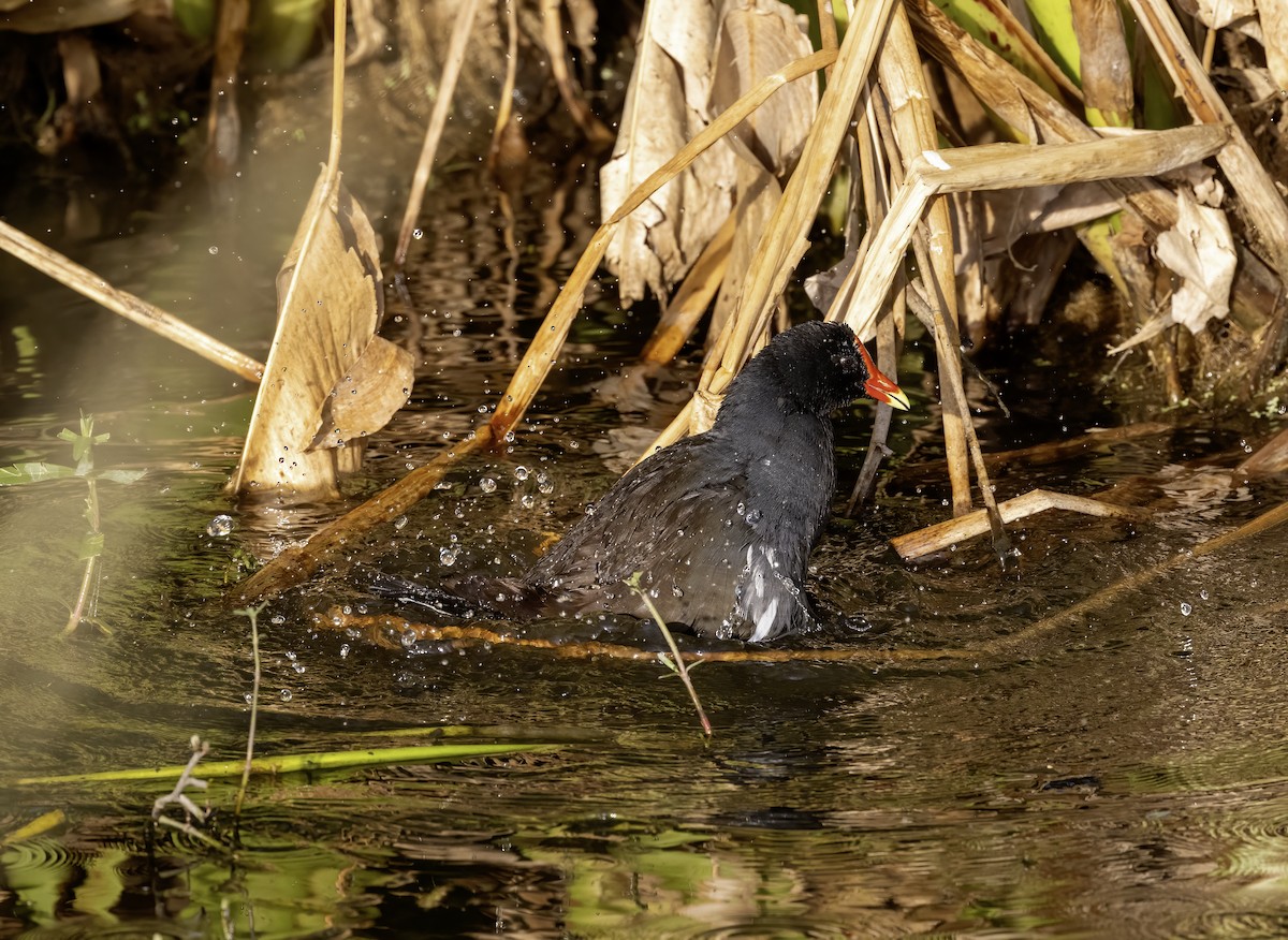 Common Gallinule - ML619884366