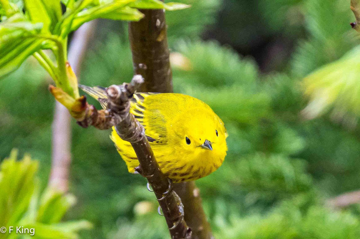 Paruline jaune - ML619884370