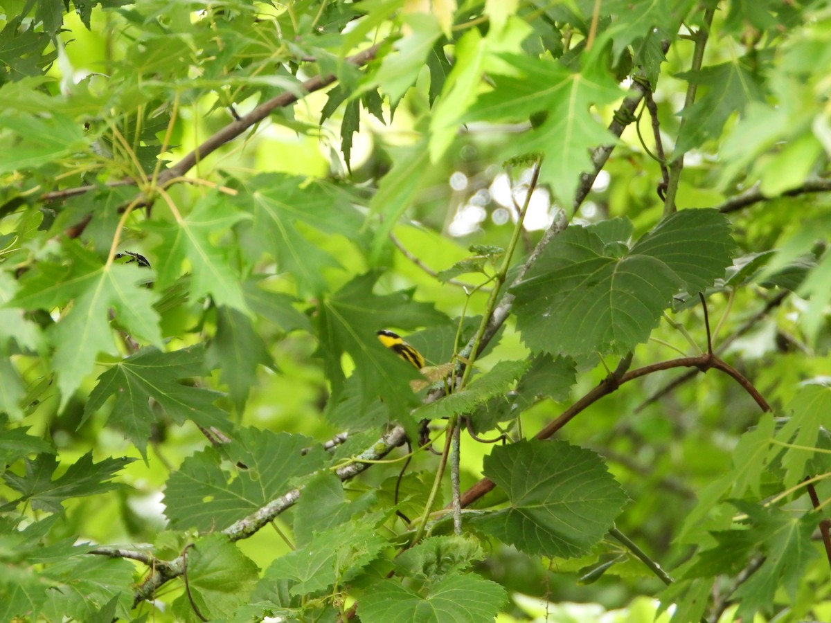 Magnolia Warbler - ML619884389