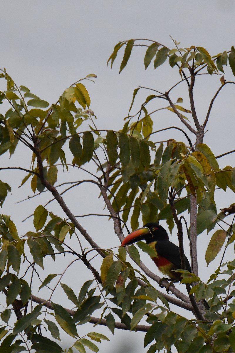 Fiery-billed Aracari - ML619884393