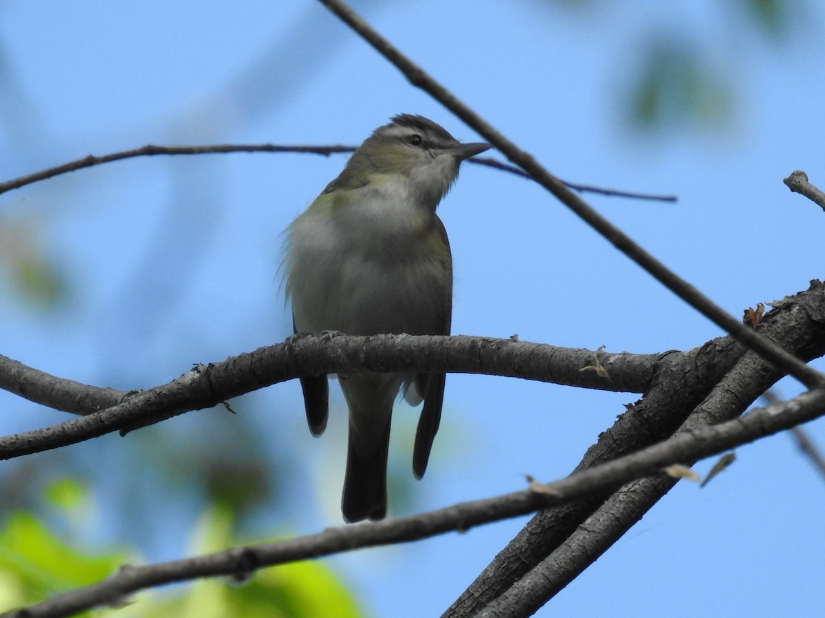 Red-eyed Vireo - ML619884405