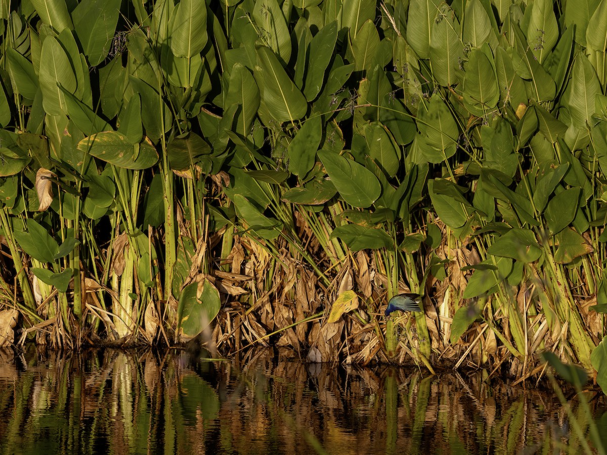 Purple Gallinule - ML619884410