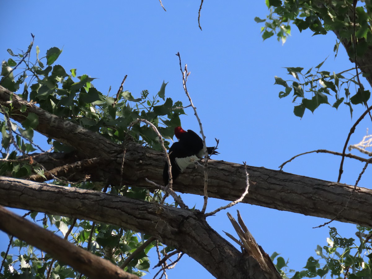 Red-headed Woodpecker - ML619884421