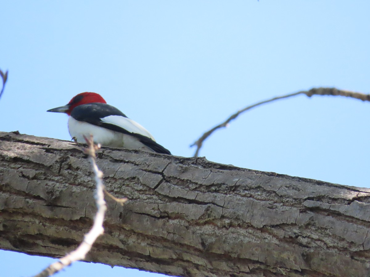 Red-headed Woodpecker - ML619884432