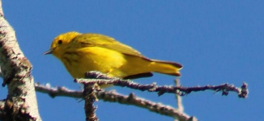 Yellow Warbler - ML619884434