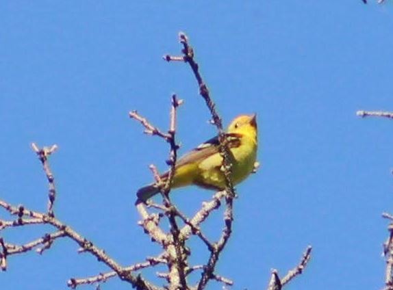 Western Tanager - ML619884446