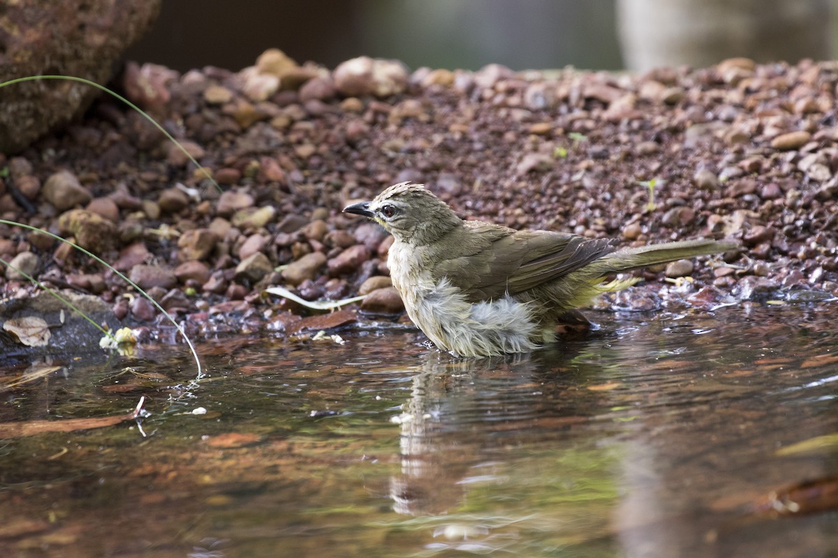 White-browed Bulbul - ML619884450