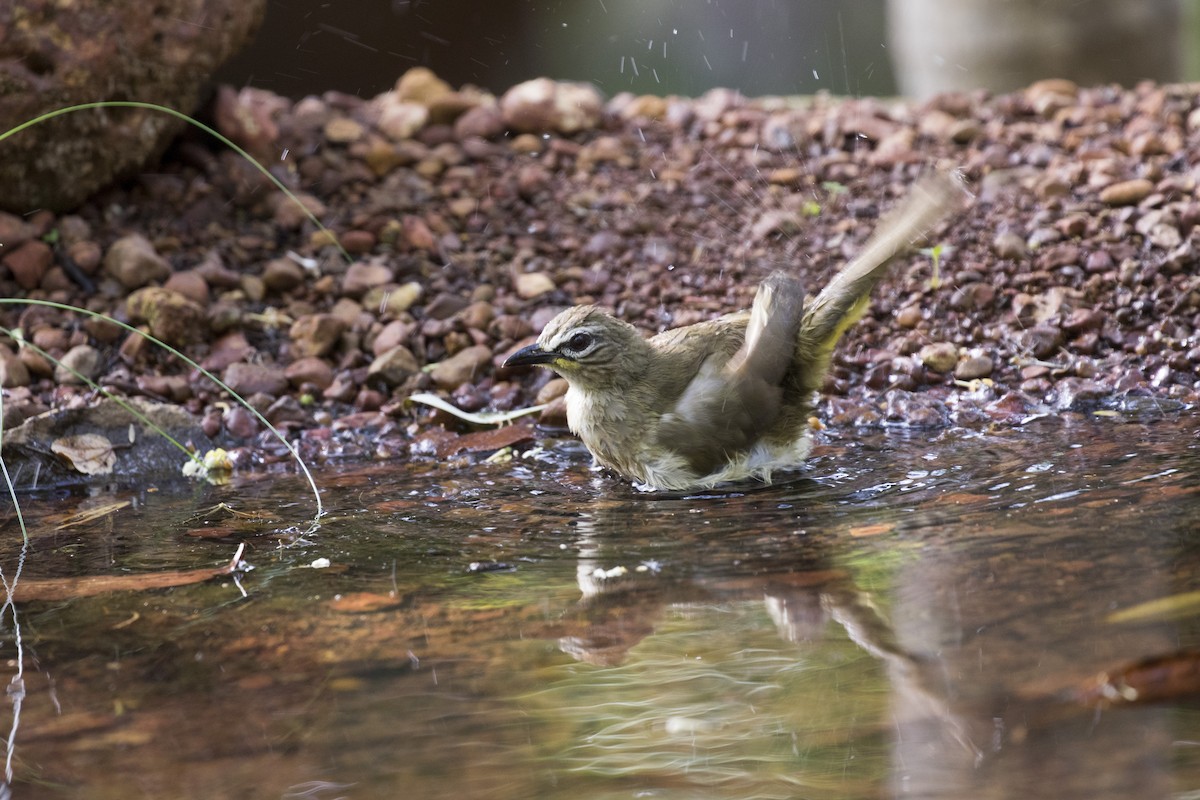 Bulbul Cejiblanco - ML619884451