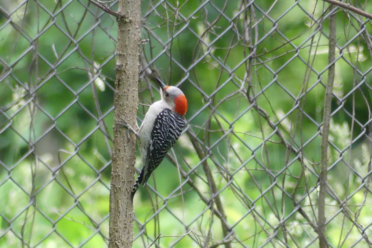 Red-bellied Woodpecker - ML619884456