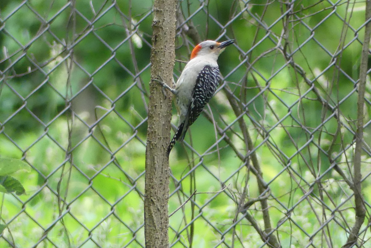 Red-bellied Woodpecker - ML619884457