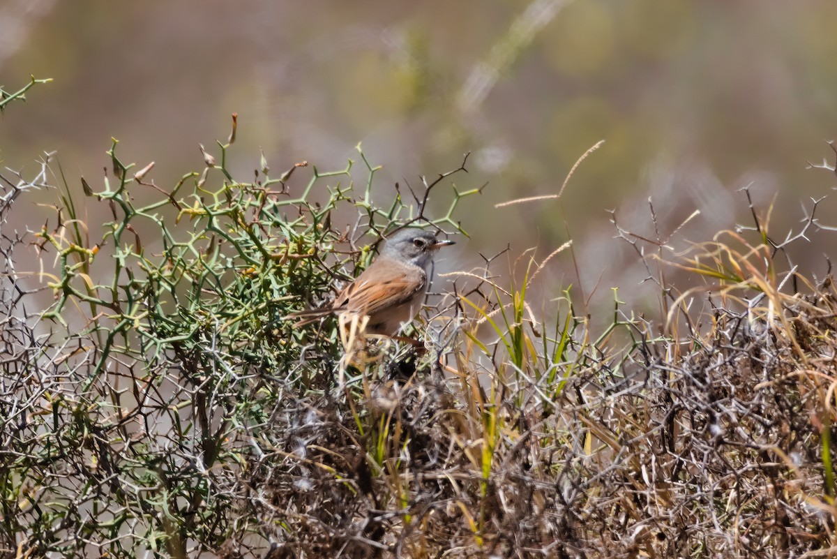 Spectacled Warbler - ML619884485