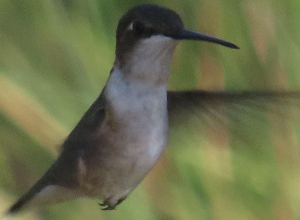 Colibri à gorge rubis - ML619884486