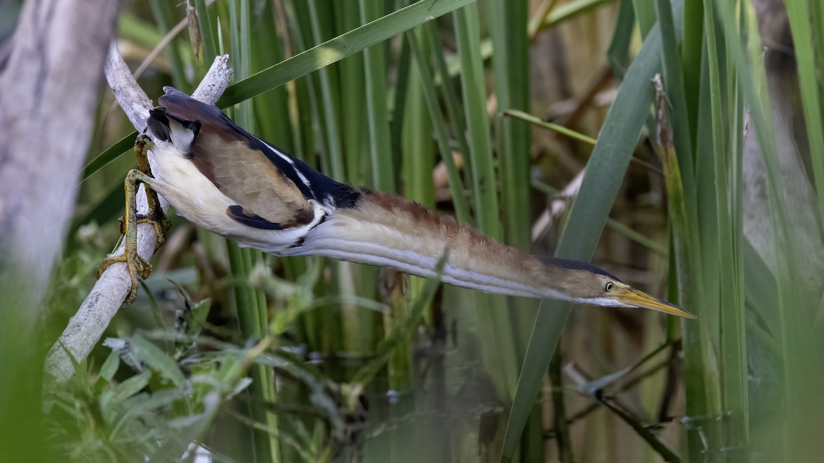 Least Bittern - ML619884514