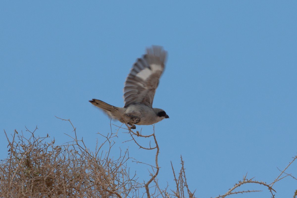 Great Gray Shrike (Sahara) - ML619884528