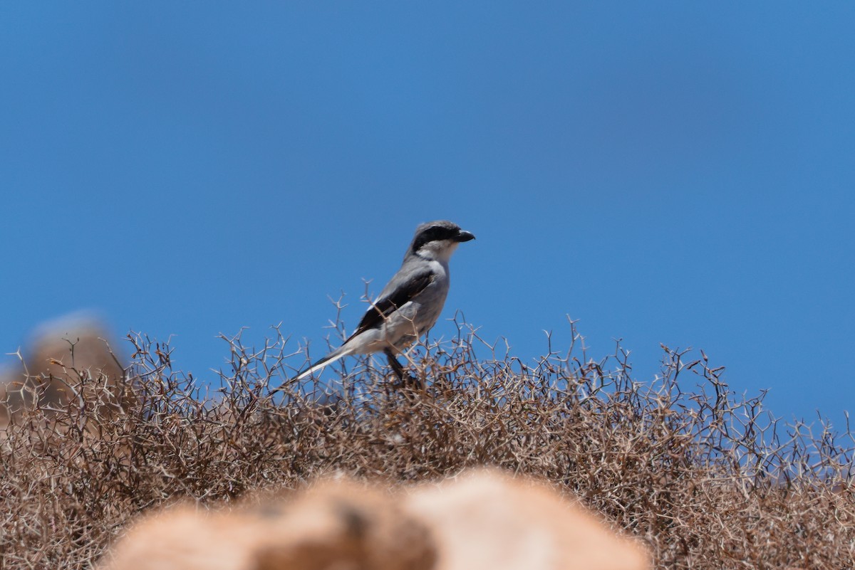 Great Gray Shrike (Sahara) - ML619884529