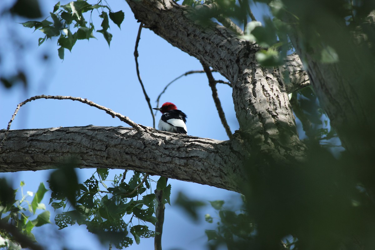 Red-headed Woodpecker - ML619884534