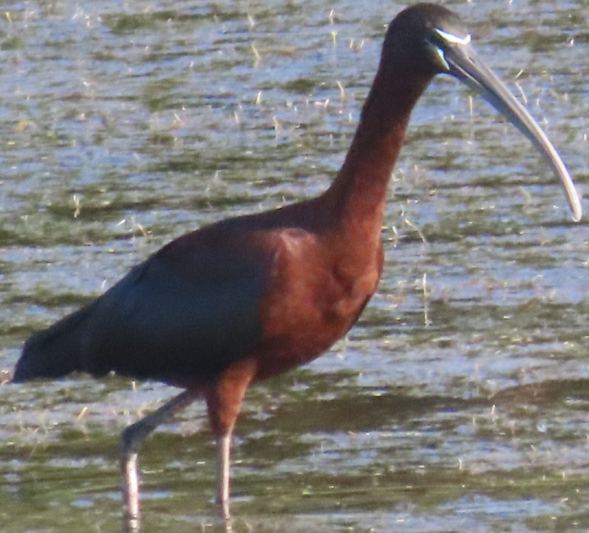 ibis hnědý - ML619884538